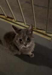 Found/Stray Female Cat last seen Grand Ave. & North York St., Northlake, IL 60164