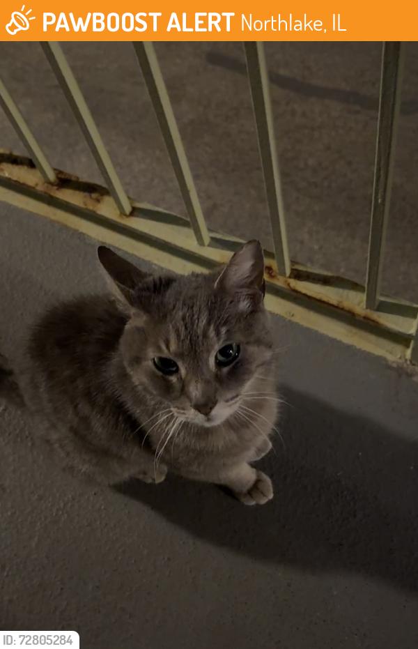Found/Stray Female Cat last seen Grand Ave. & North York St., Northlake, IL 60164