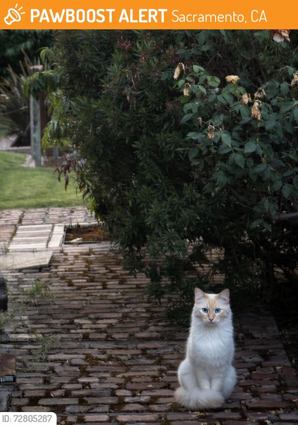 Found/Stray Unknown Cat last seen On Pocket Rd between Portuguese Hall and Harmon Dr, Sacramento, CA 95831