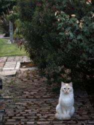 Found/Stray Unknown Cat last seen On Pocket Rd between Portuguese Hall and Harmon Dr, Sacramento, CA 95831