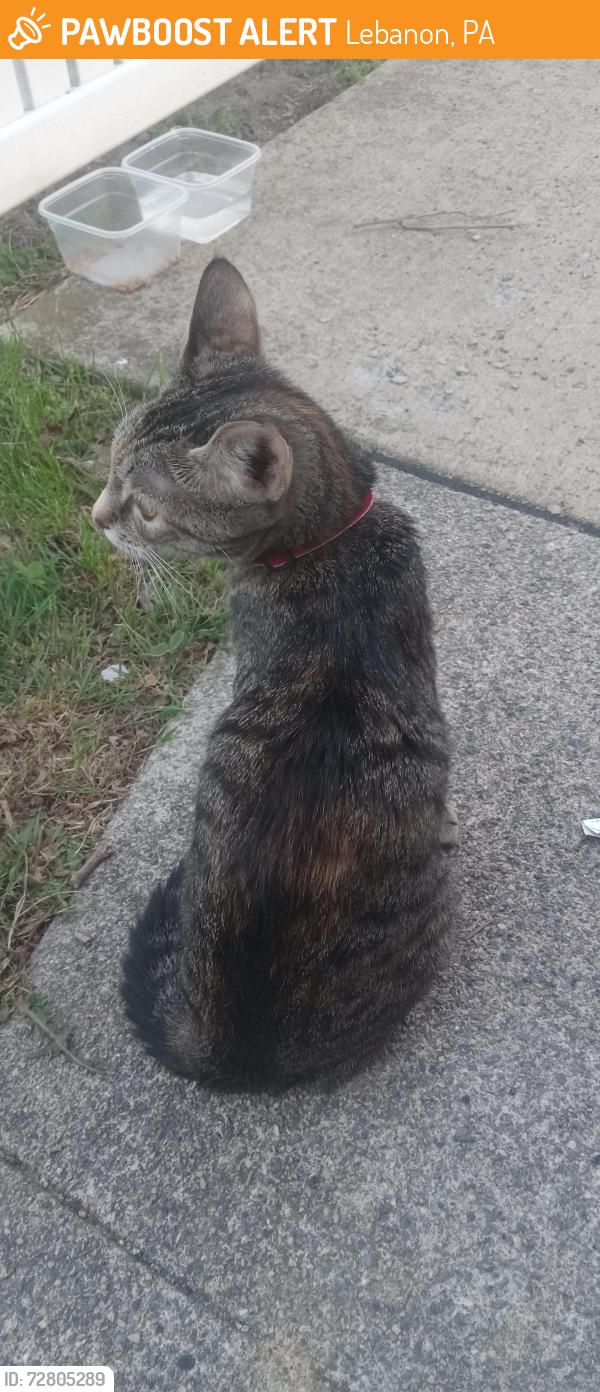Found/Stray Female Cat last seen Near east weidman , Lebanon, PA 17046