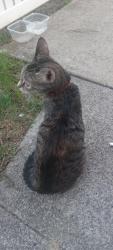 Found/Stray Female Cat last seen Near east weidman , Lebanon, PA 17046