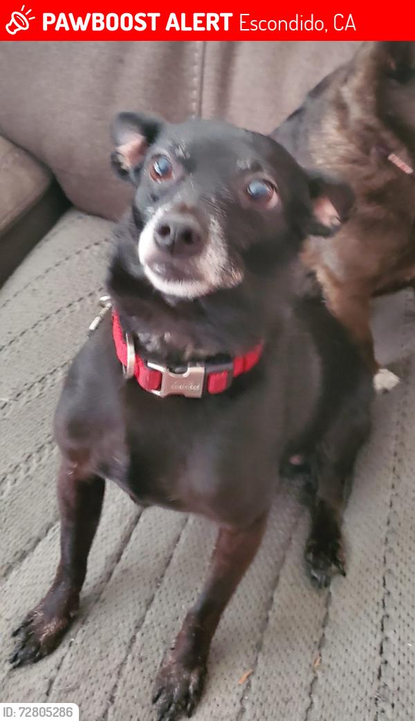 Lost Male Dog last seen Woodland Heights Glen (Emerald Heights), Escondido, CA 92026