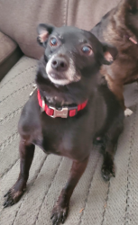 Lost Male Dog last seen Woodland Heights Glen (Emerald Heights), Escondido, CA 92026