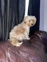 Lost Female Dog last seen Location , Houston, TX 77040