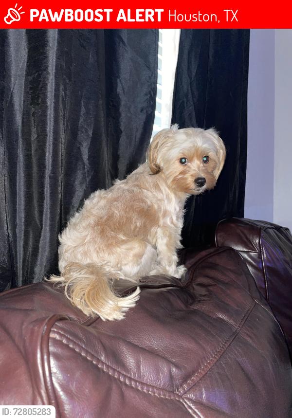 Lost Female Dog last seen Location , Houston, TX 77040