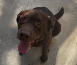 Found/Stray Male Dog last seen Sumner & Schleisman EASTVALE CA , Eastvale, CA 92880