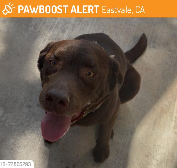 Found/Stray Male Dog last seen Sumner & Schleisman EASTVALE CA , Eastvale, CA 92880