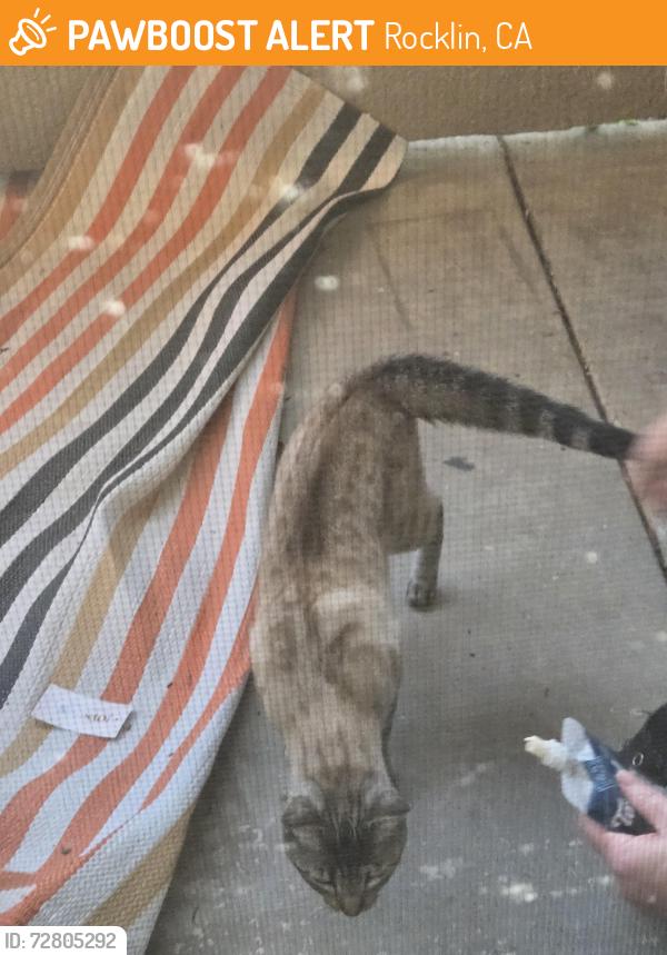 Found/Stray Unknown Cat last seen University and W Ranch View Dr , Rocklin, CA 95765