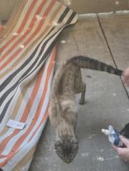 Found/Stray Unknown Cat last seen University and W Ranch View Dr , Rocklin, CA 95765