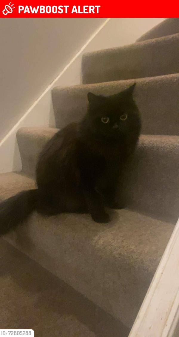 Lost Female Cat last seen Hillsmead Way, Greater London, England CR2 9DL