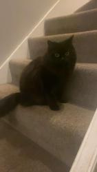 Lost Female Cat last seen Hillsmead Way, Greater London, England CR2 9DL