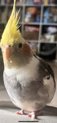 Lost Male Bird last seen Almar rd and Patio rd near the Bank of America , Lake Worth Beach, FL 33461