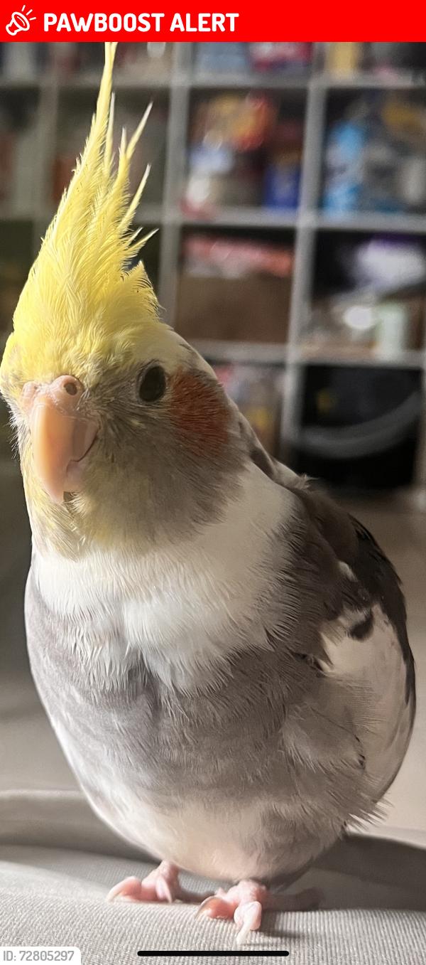 Lost Male Bird last seen Almar rd and Patio rd near the Bank of America , Lake Worth Beach, FL 33461