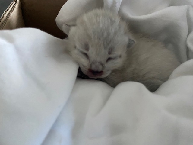Shelter Stray Female Cat last seen Near BLOCK COFFEE RD, BAKERSFIELD CA 93308, Bakersfield, CA 93308