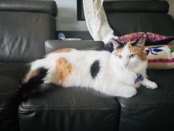 Lost Female Cat last seen Seven-11, Maddington, WA 6109