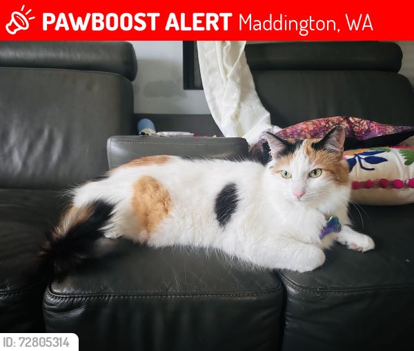 Lost Female Cat last seen Seven-11, Maddington, WA 6109