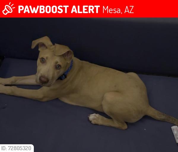 Lost Male Dog last seen Country club and the 60, Mesa, AZ 85210
