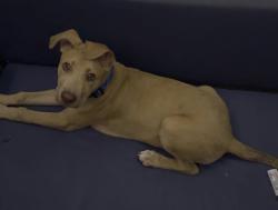 Lost Male Dog last seen Country club and the 60, Mesa, AZ 85210