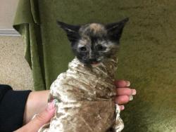 Shelter Stray Female Cat last seen Near BLOCK BAKER ST, RIVERSIDE, CA 92509, Jurupa Valley, CA 92509