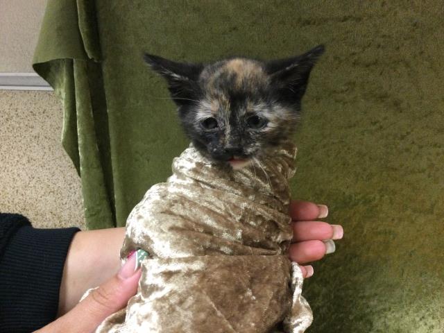 Shelter Stray Female Cat last seen Near BLOCK BAKER ST, RIVERSIDE, CA 92509, Jurupa Valley, CA 92509