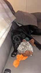 Lost Female Dog last seen johnson branch road, pulaski TN, Johnson Branch Rd, TN 38464
