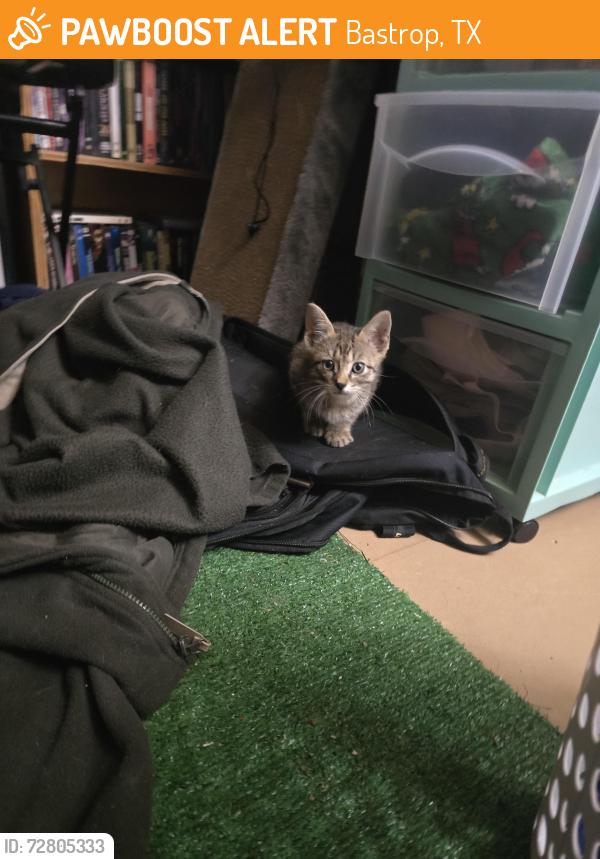 Found/Stray Unknown Cat last seen Pine Hill loop, Bastrop, TX 78602