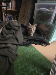 Found/Stray Unknown Cat last seen Pine Hill loop, Bastrop, TX 78602