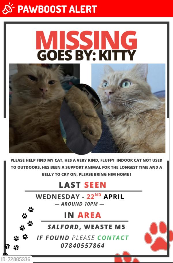 Lost Male Cat last seen Near buile hill park, Weaste, Around tootal area , Greater Manchester, England M5