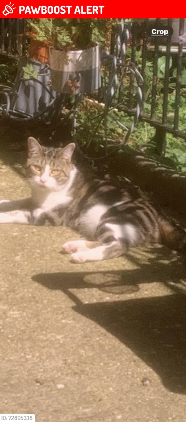 Lost Male Cat last seen Regents c, Greater London, England N1