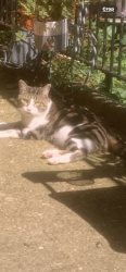 Lost Male Cat last seen Regents c, Greater London, England N1