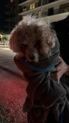 Found/Stray Unknown Dog last seen 125th street Biscaine blvd, Miami, FL 33132