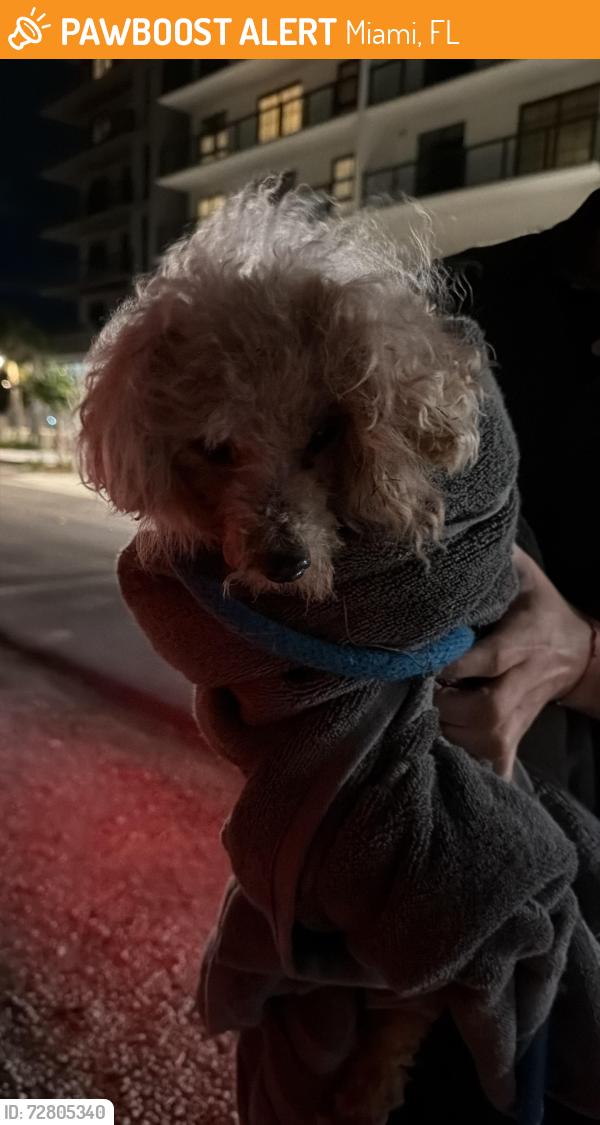 Found/Stray Unknown Dog last seen 125th street Biscaine blvd, Miami, FL 33132