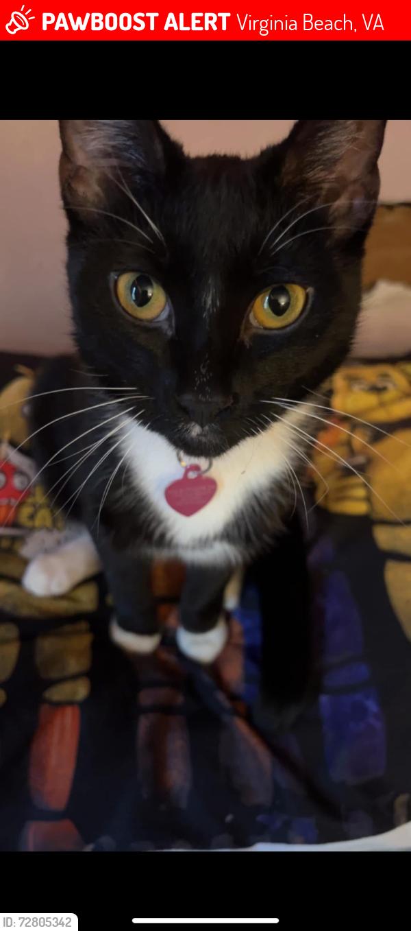 Lost Female Cat last seen Laskin and first colonial, Virginia Beach, VA 23454