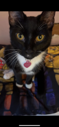 Lost Female Cat last seen Laskin and first colonial, Virginia Beach, VA 23454