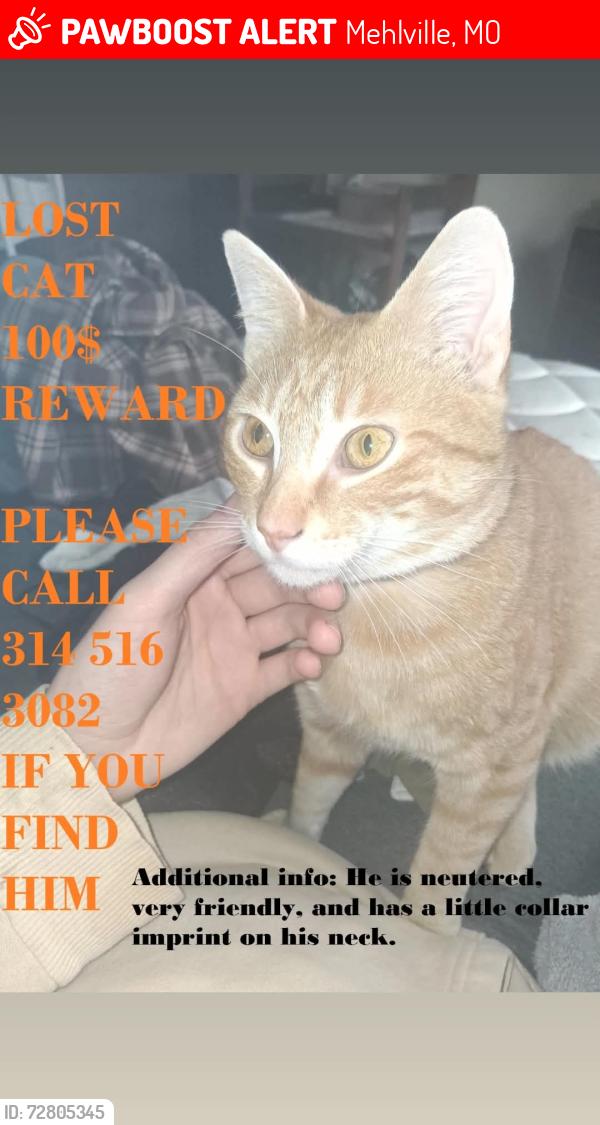 Lost Male Cat last seen Hooters, Mehlville, MO 63125