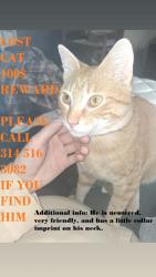 Lost Male Cat last seen Hooters, Mehlville, MO 63125