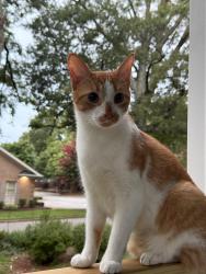 Lost Male Cat last seen CSL PLASMA BY S YORK RD , Gastonia, NC 28052
