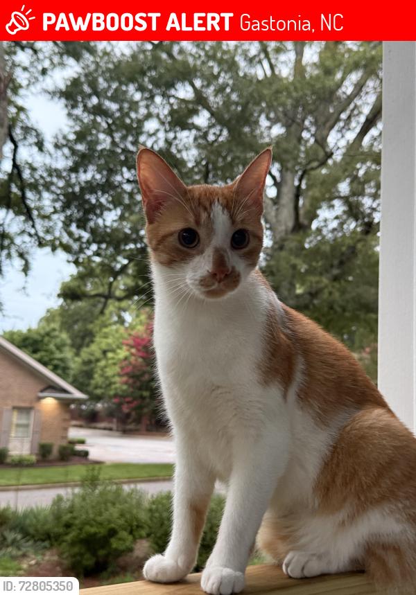 Lost Male Cat last seen CSL PLASMA BY S YORK RD , Gastonia, NC 28052