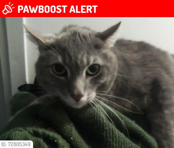 Lost Male Cat last seen Near Arlen street, Colorado Springs, CO 80909