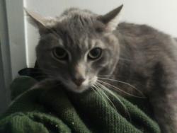 Lost Male Cat last seen Near Arlen street, Colorado Springs, CO 80909