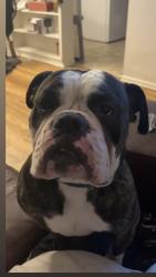 Lost Male Dog last seen Bobcat village , San Marcos, TX 78666