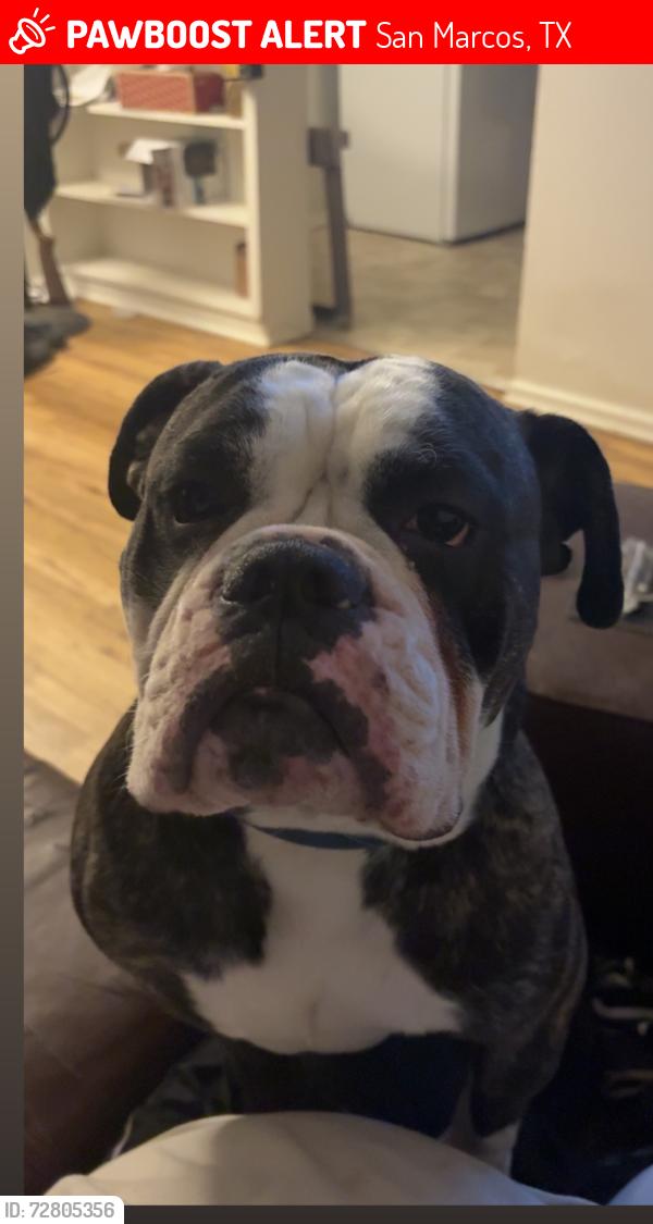 Lost Male Dog last seen Bobcat village , San Marcos, TX 78666