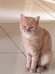 Lost Male Cat last seen Rose grange blvd tarneit, Tarneit, VIC 3029