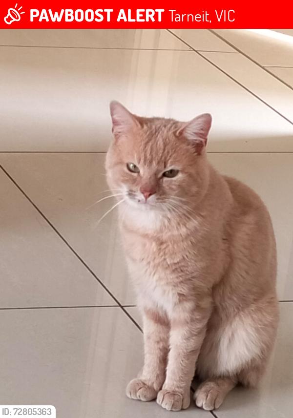 Lost Male Cat last seen Rose grange blvd tarneit, Tarneit, VIC 3029