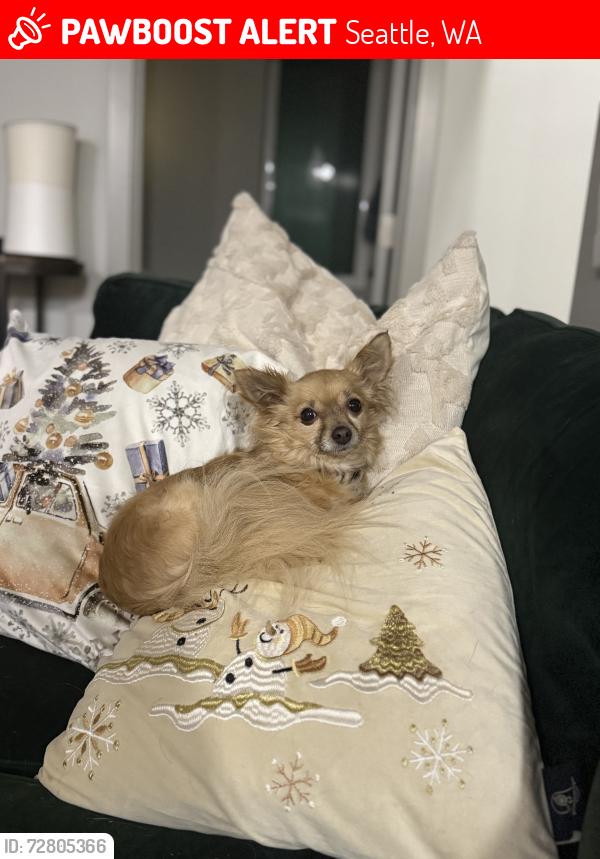 Lost Female Dog last seen Sandal park, 92nd & 1st, Seattle, WA 98117