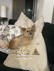 Lost Female Dog last seen Sandal park, 92nd & 1st, Seattle, WA 98117