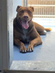 Found/Stray Male Dog last seen Pacific, Huntington Park, CA 90255