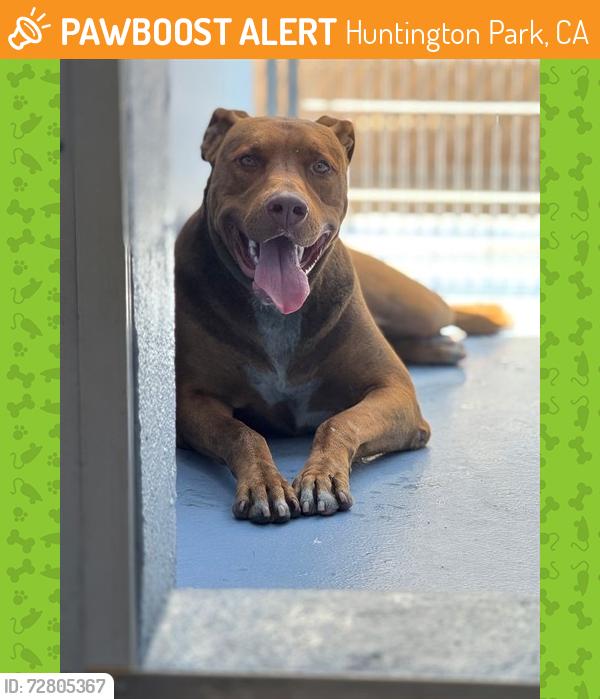 Found/Stray Male Dog last seen Pacific, Huntington Park, CA 90255