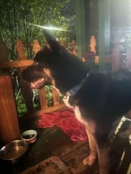Found/Stray Male Dog last seen 8th NE & NE 53rd Street, Seattle, WA. 98105, Seattle, WA 98105